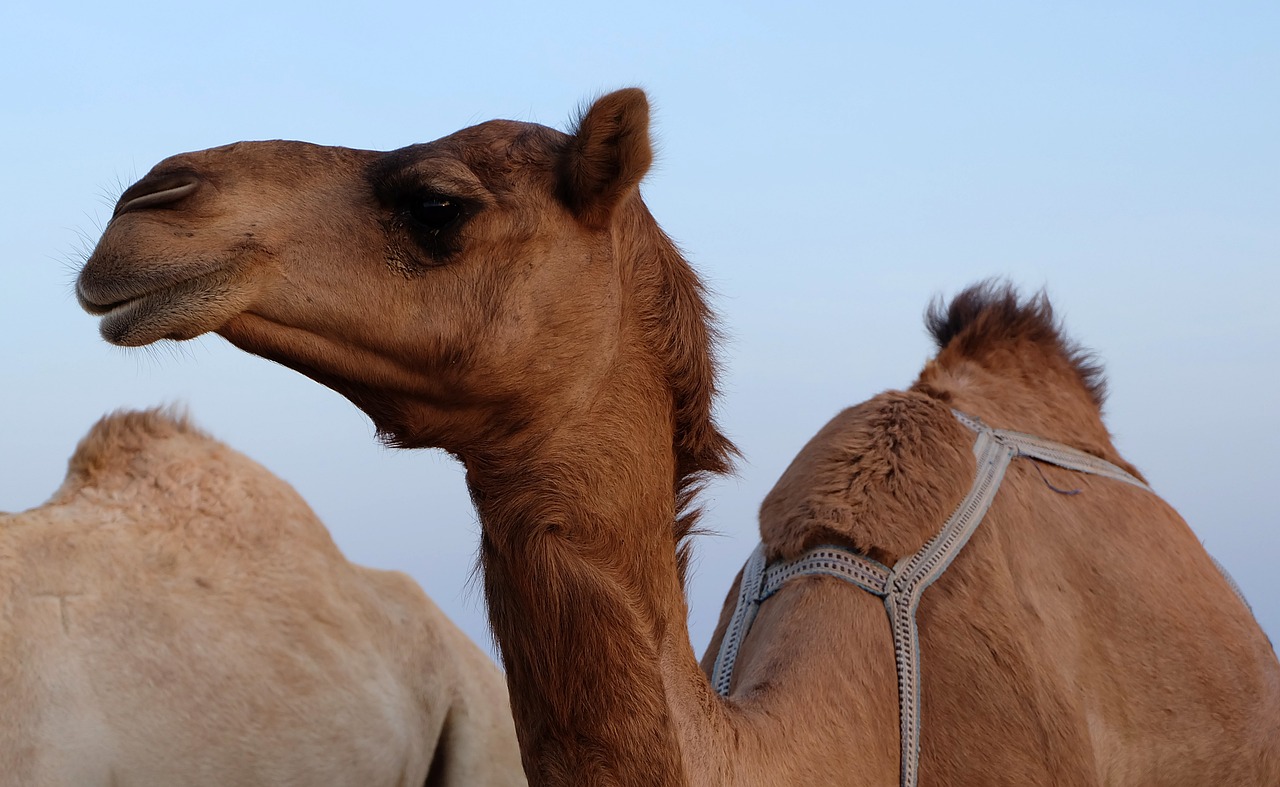 The Splendor of India's Camel Fair in Pushkar